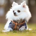 犬にとってNGな『お…