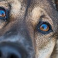 犬が目を見開いてい…