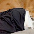 32キロの大型犬→もう…