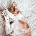 犬の『トラウマ』に…