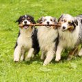 犬の多頭飼いに相性…