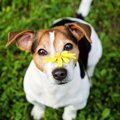 犬が『花粉症』にな…