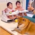 犬の前で『双子の赤…