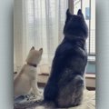 大きくなったね♡ハス…