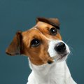 時代錯誤！犬を家族…
