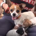 逃げる母犬に投網！3…