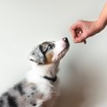 食べ物の価値は犬の…