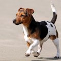 犬がクルクル回る理…