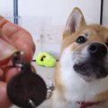 先代の命日前に柴犬…