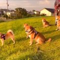 柴犬軍団が散歩中に…