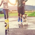 犬の散歩を『雨の日…