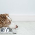 犬の食欲不振に役立…