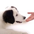 犬と接するべきでは…