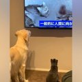猫をお迎えして3日目…