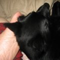ペットと一緒に眠れ…