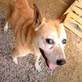 向かってきて噛む犬…