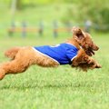 犬が『運動不足』に…