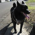 犬の安産説って正し…