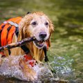 愛犬と夏を楽しむ時…