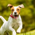 興奮しやすい犬にし…