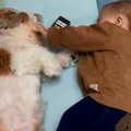 【話題】シーズーさ…