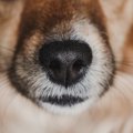犬のヒゲに絶対する…