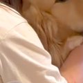 『ドラマで号泣する…