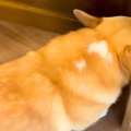 朝、『お兄ちゃんを…