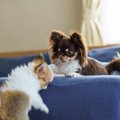 犬を『多頭飼い』す…