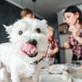 犬に『醤油』は絶対N…