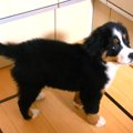 たぬきだと思ってた…