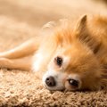 犬と暮らす家のスス…
