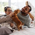 犬が『飼い主の休日…