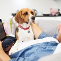 犬は飼い主の休日が…