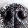 がん探知犬について…
