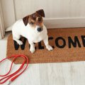 犬が外に出るのを嫌…