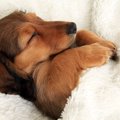 犬は『寝床』で睡眠…