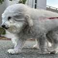 『向かい風』を受け…
