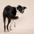 犬が座る前に『クル…