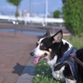 夏に犬を散歩させて…