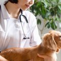 犬が『突然吠えなく…