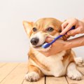 愛犬の歯が抜けてし…