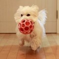 肥満犬にはダイエッ…