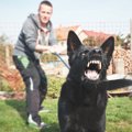 『しつけ不足な犬』…