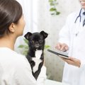 犬の健康診断「ドッ…