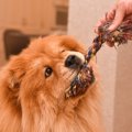 犬に『ロープのおも…