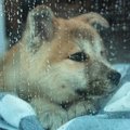 犬は『雷』が苦手？3…