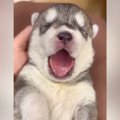 『ヒザの上におさま…