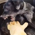 【感動】「たたくた…