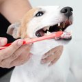 犬に絶対NGな『歯磨…